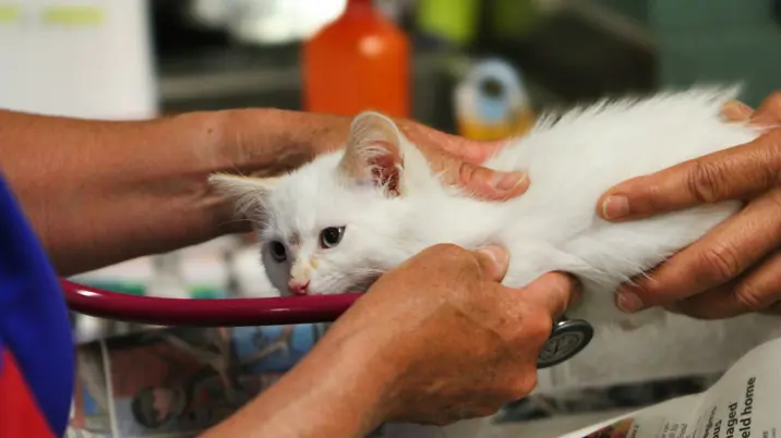 Taylor & Francis publishes first PLSP in veterinary science