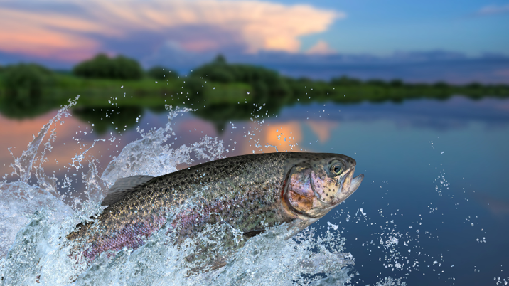 ESco completes the migration of Trout & Salmon