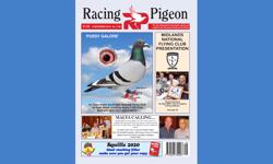 Racing Pigeon chooses Intermedia